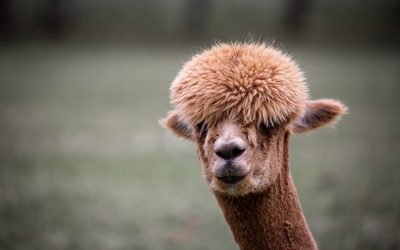 A visit to an Alpaca farm and overnight stay with Pintrip